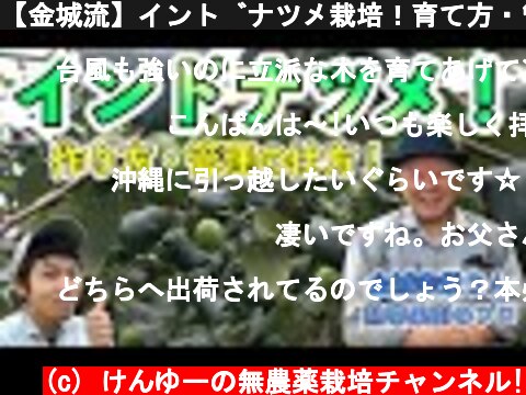 【金城流】インドナツメ栽培！育て方・管理の仕方！インドナツメを日本に広めた人！  (c) けんゆーの無農薬栽培チャンネル!