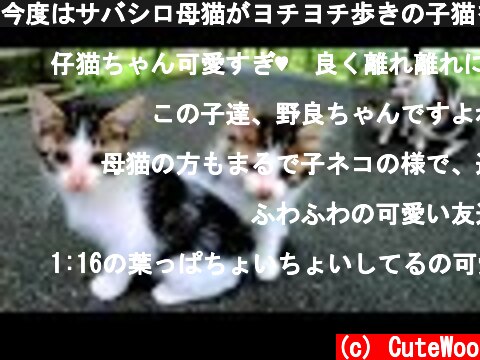 今度はサバシロ母猫がヨチヨチ歩きの子猫を紹介してくれた👶  (c) CuteWoo