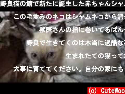 野良猫の館で新たに誕生した赤ちゃんシャム子猫を保護することに😸  (c) CuteWoo