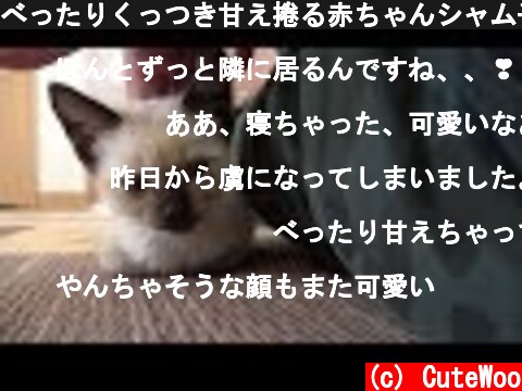 べったりくっつき甘え捲る赤ちゃんシャム子猫😻  (c) CuteWoo