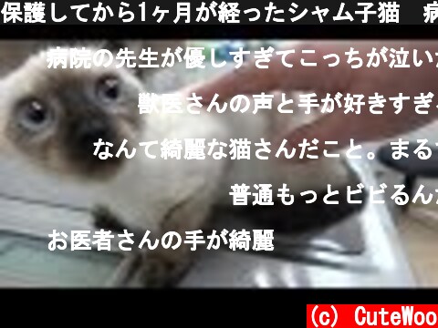 保護してから1ヶ月が経ったシャム子猫😹病院での2回目の受診の様子を🐱🐾📹  (c) CuteWoo