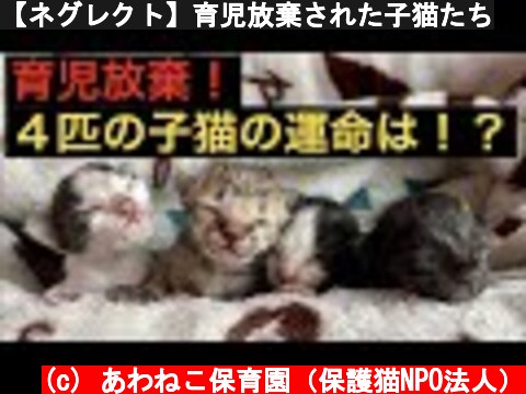 【ネグレクト】育児放棄された子猫たち  (c) あわねこ保育園（保護猫NPO法人）