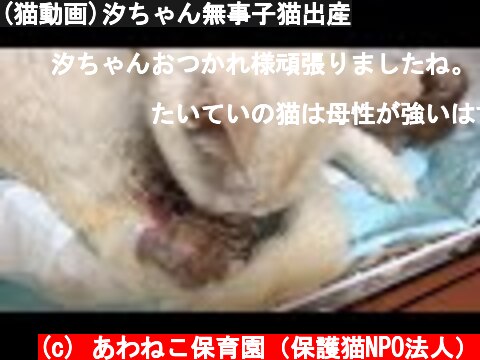 (猫動画)汐ちゃん無事子猫出産  (c) あわねこ保育園（保護猫NPO法人）