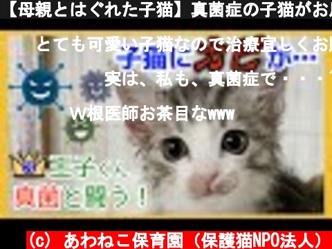 【母親とはぐれた子猫】真菌症の子猫がお風呂嫌いで困っています【凶暴化】  (c) あわねこ保育園（保護猫NPO法人）