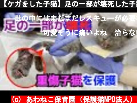 【ケガをした子猫】足の一部が壊死した子猫をレスキューしました  (c) あわねこ保育園（保護猫NPO法人）