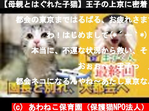 【母親とはぐれた子猫】王子の上京に密着しました【最終回】  (c) あわねこ保育園（保護猫NPO法人）