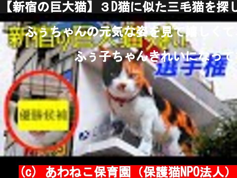 【新宿の巨大猫】３D猫に似た三毛猫を探してみた【キャジラ】  (c) あわねこ保育園（保護猫NPO法人）