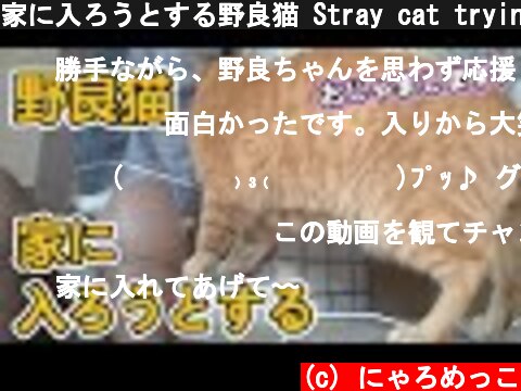 家に入ろうとする野良猫 Stray cat trying to enter the house  (c) にゃろめっこ