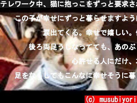 テレワーク中、猫に抱っこをずっと要求されて仕事がすすみません（可愛すぎて）  (c) musubiyori