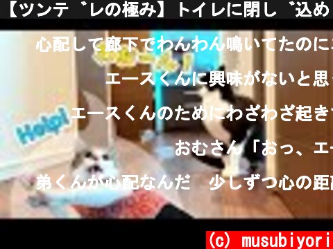 【ツンデレの極み】トイレに閉じ込められた弟が心配でないちゃう姉猫  (c) musubiyori