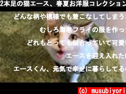 2本足の猫エース、春夏お洋服コレクション！  (c) musubiyori