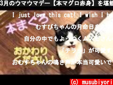 3月のウマウマデー【本マグロ赤身】を堪能した猫おむすびさん  (c) musubiyori