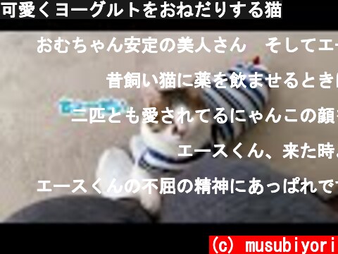 可愛くヨーグルトをおねだりする猫  (c) musubiyori