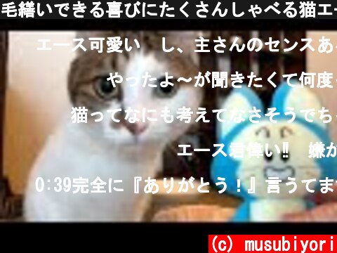毛繕いできる喜びにたくさんしゃべる猫エース  (c) musubiyori