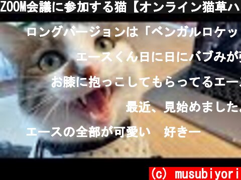 ZOOM会議に参加する猫【オンライン猫草パーティー】  (c) musubiyori
