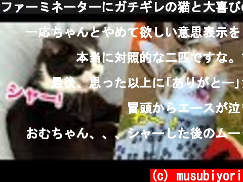 ファーミネーターにガチギレの猫と大喜びの猫【春の換毛期到来】  (c) musubiyori
