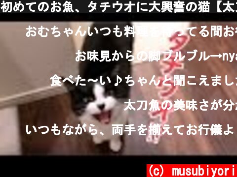 初めてのお魚、タチウオに大興奮の猫【太刀魚のムニエル】  (c) musubiyori