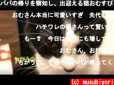 パパの帰りを察知し、出迎える猫おむすびさん  (c) musubiyori