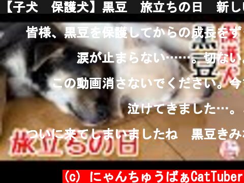 【子犬　保護犬】黒豆　旅立ちの日　新しい犬生の始まり  (c) にゃんちゅうばぁCatTuber