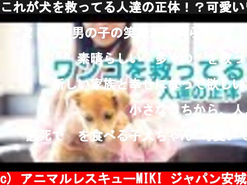 これが犬を救ってる人達の正体！？可愛いワンコ達♪  (c) アニマルレスキューMIKI ジャパン安城