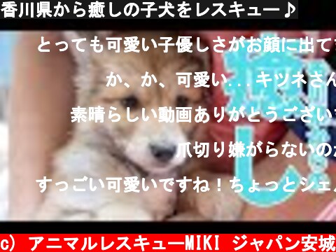 香川県から癒しの子犬をレスキュー♪  (c) アニマルレスキューMIKI ジャパン安城