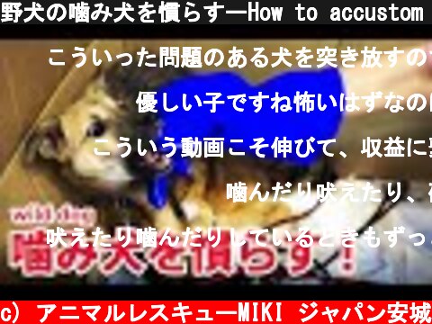 野犬の噛み犬を慣らすーHow to accustom a wild dogー  (c) アニマルレスキューMIKI ジャパン安城