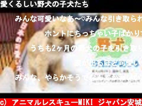 愛くるしい野犬の子犬たち  (c) アニマルレスキューMIKI ジャパン安城
