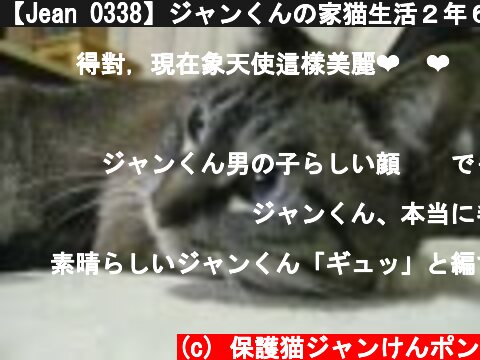 【Jean 0338】ジャンくんの家猫生活２年６ヶ月をギュッと　元野良猫の保護里親記録  Jean, a former stray cat.  (c) 保護猫ジャンけんポン