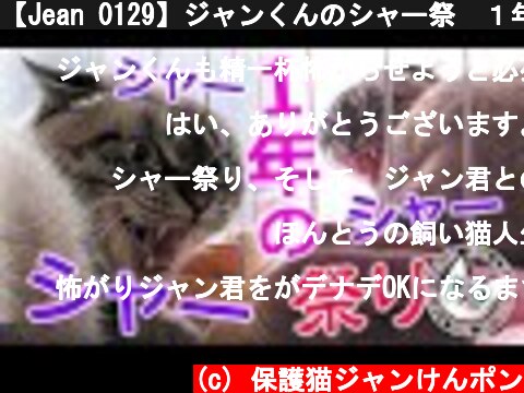 【Jean 0129】ジャンくんのシャー祭　１年の集大成　元野良猫の保護 #元野良猫 #保護猫 #里親 #トラウマ猫 #japanese cats #凶暴な保護猫が人になれる  (c) 保護猫ジャンけんポン