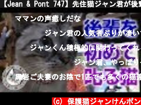 【Jean & Pont 747】先住猫ジャン君が後輩を叱るシーンを見た 2017/11/6 保護猫育成記録  Jean & Pont  (c) 保護猫ジャンけんポン