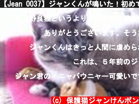 【Jean 0037】ジャンくんが鳴いた！初めてのニャー　元野良猫でシャーしか言わなかったのにね  (c) 保護猫ジャンけんポン