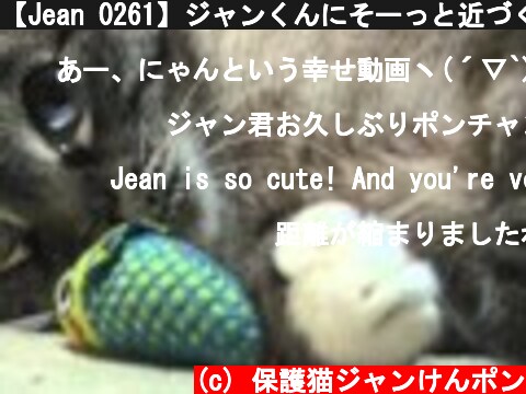 【Jean 0261】ジャンくんにそーっと近づくパパ　スキンシップ大作戦！　元野良猫の保護里親記録  Jean, a former stray cat.  (c) 保護猫ジャンけんポン