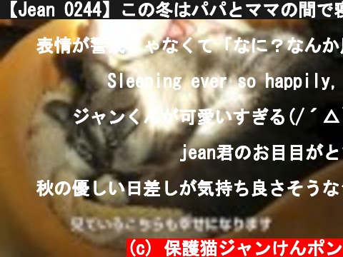 【Jean 0244】この冬はパパとママの間で寝るジャンくん　元野良猫の保護里親記録  Jean, a former stray cat.  (c) 保護猫ジャンけんポン
