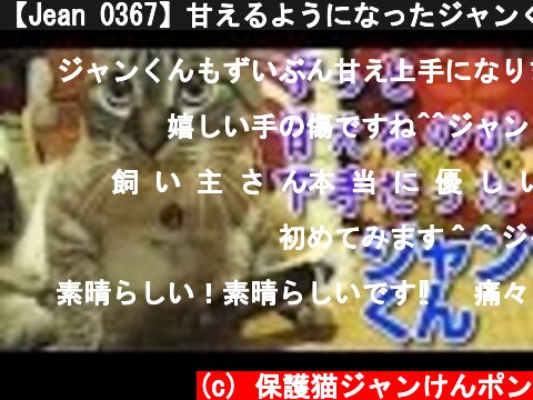 【Jean 0367】甘えるようになったジャンくん　元野良猫の保護里親記録  Jean, a former stray cat.  (c) 保護猫ジャンけんポン