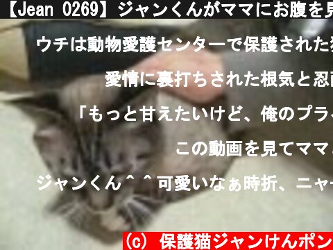 【Jean 0269】ジャンくんがママにお腹を見せた日　元野良猫の保護里親記録  Jean, a former stray cat.  (c) 保護猫ジャンけんポン