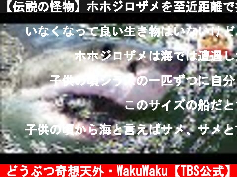 【伝説の怪物】ホホジロザメを至近距離で撮影せよ！『凶暴な危険生物』が見せた意外な素顔とは？【どうぶつ奇想天外／WAKUWAKU】  (c) どうぶつ奇想天外・WakuWaku【TBS公式】