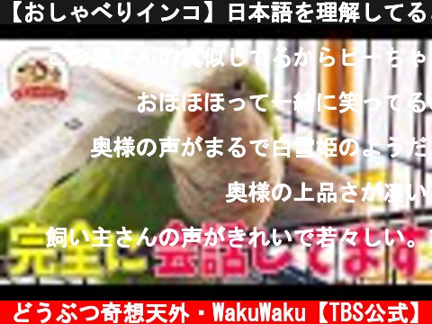 【おしゃべりインコ】日本語を理解してるとしか思えないピーちゃんのおもしろ会話集！【どうぶつ奇想天外／WAKUWAKU】  (c) どうぶつ奇想天外・WakuWaku【TBS公式】