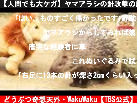 【人間でも大ケガ】ヤマアラシの針攻撃の威力がわかる動画【どうぶつ奇想天外／WAKUWAKU】  (c) どうぶつ奇想天外・WakuWaku【TBS公式】