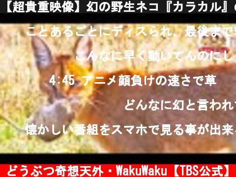 【超貴重映像】幻の野生ネコ『カラカル』の芸術的な狩りを撮った！【どうぶつ奇想天外／WAKUWAKU】  (c) どうぶつ奇想天外・WakuWaku【TBS公式】