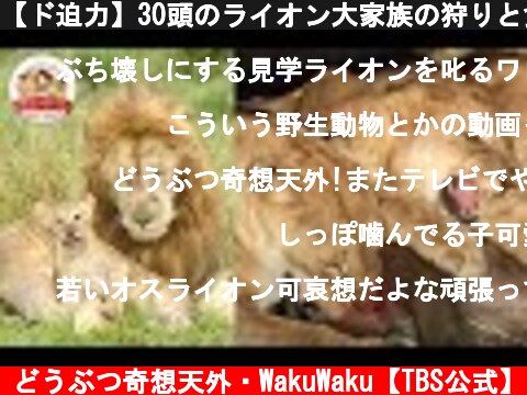 【ド迫力】30頭のライオン大家族の狩りと食事に密着！そこへ謎のオスライオンが侵入してきた…！【どうぶつ奇想天外／WAKUWAKU】  (c) どうぶつ奇想天外・WakuWaku【TBS公式】