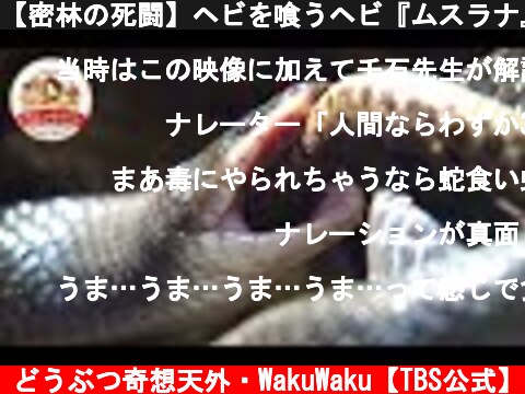 【密林の死闘】ヘビを喰うヘビ『ムスラナ』 vs 猛毒ヘビ『テルシオペロ』【どうぶつ奇想天外／WAKUWAKU】  (c) どうぶつ奇想天外・WakuWaku【TBS公式】