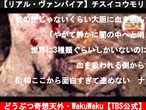 【リアル・ヴァンパイア】チスイコウモリ『吸血』の一部始終をお見せします。【どうぶつ奇想天外／WAKUWAKU】  (c) どうぶつ奇想天外・WakuWaku【TBS公式】