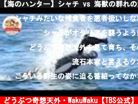 【海のハンター】シャチ vs 海獣の群れの激しい攻防！オタリア赤ちゃんが立ち向かう生存率５割の世界(後篇）【どうぶつ奇想天外／WAKUWAKU】  (c) どうぶつ奇想天外・WakuWaku【TBS公式】