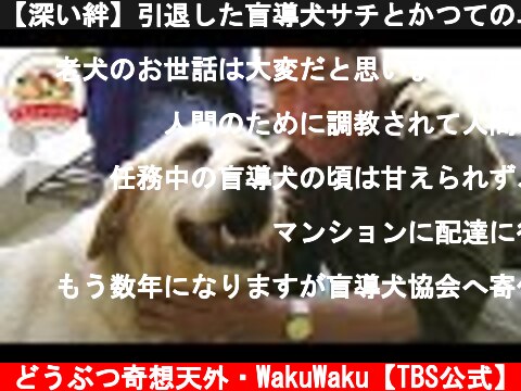 【深い絆】引退した盲導犬サチとかつてのユーザーが再会！サチの反応は…【北海道盲導犬協会】【どうぶつ奇想天外／WAKUWAKU】  (c) どうぶつ奇想天外・WakuWaku【TBS公式】