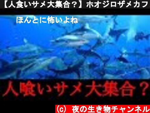 【人食いサメ大集合？】ホオジロザメカフェとは？  (c) 夜の生き物チャンネル