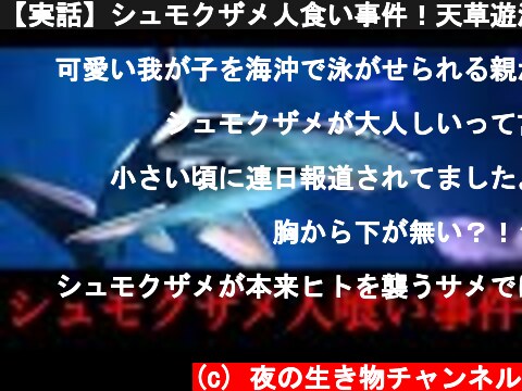 【実話】シュモクザメ人食い事件！天草遊泳中女子中学生サメ襲撃事件  (c) 夜の生き物チャンネル