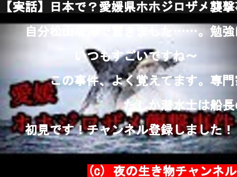 【実話】日本で？愛媛県ホホジロザメ襲撃事件【日本恐怖の人食いザメ】  (c) 夜の生き物チャンネル