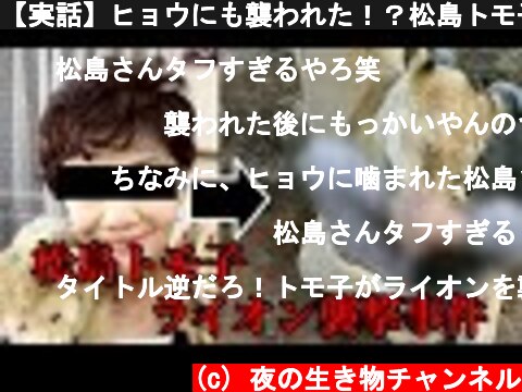 【実話】ヒョウにも襲われた！？松島トモ子ライオン襲撃事件  (c) 夜の生き物チャンネル