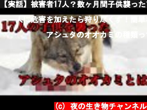 【実話】被害者17人？数ヶ月間子供襲ったアシュタのオオカミとは  (c) 夜の生き物チャンネル