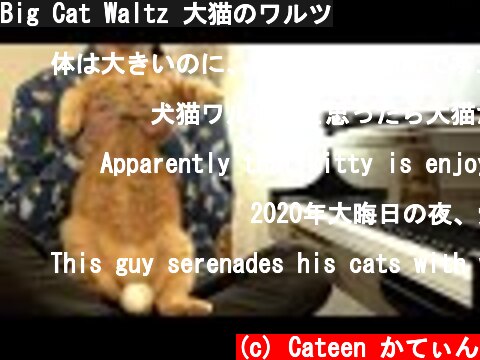 Big Cat Waltz 大猫のワルツ  (c) Cateen かてぃん